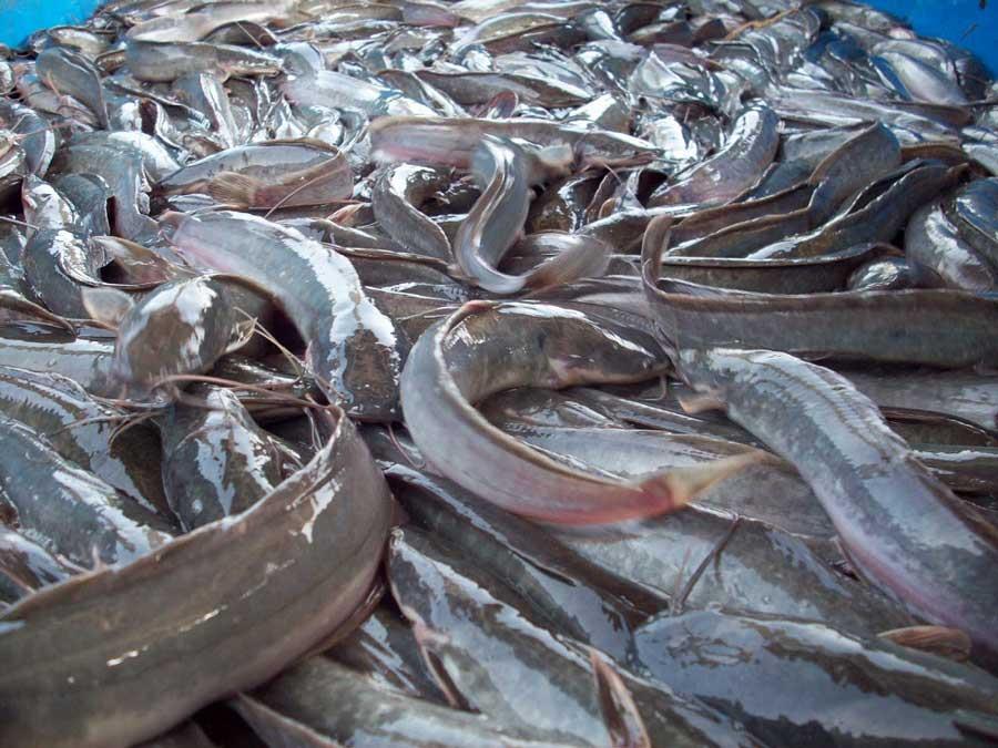 Fish