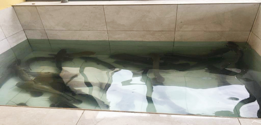 Fish Pond