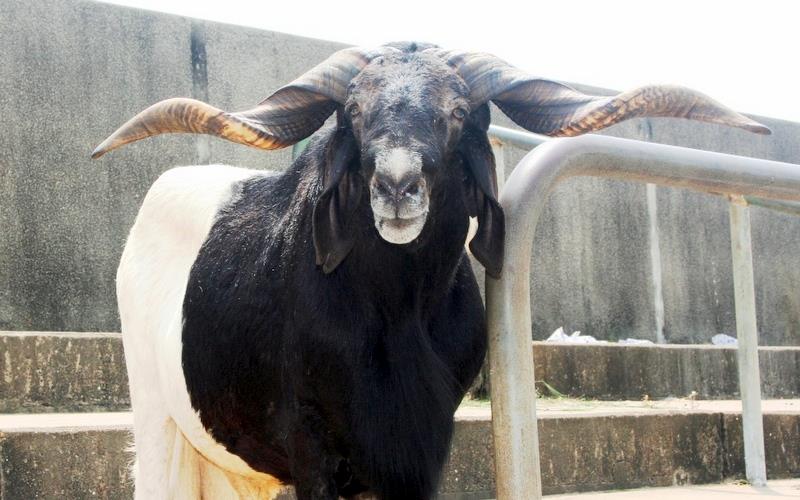 Ram Meat